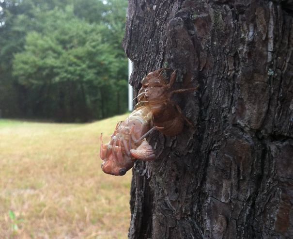 О том, чтобы показать моим детям, что раковины Cicada не являются грубыми и страшными, когда