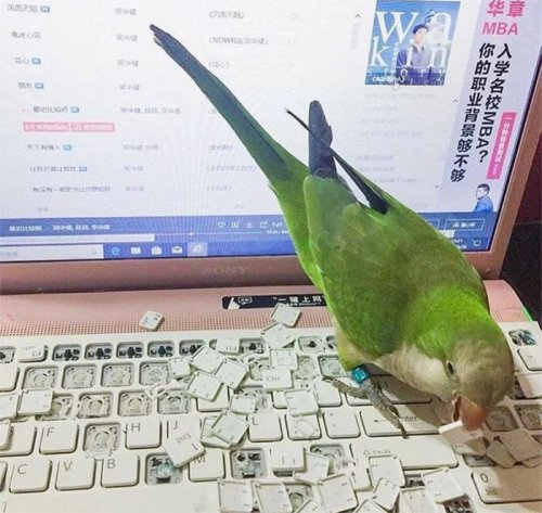 Пернатые бандиты Пернатые бандиты веселые картинки,животные,Истории из жизни,позитив,приколы,Смешные животные