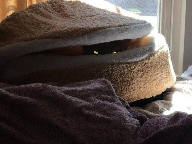 Забавные картинки для хорошего настроения Забавные картинки для хорошего настроения животные,жизнь,звери,земля,котики,коты,курьезы,мир,питомцы,планета,приколы,природа,смешное,собаки,факты,фауна,флора,щенки,юмор