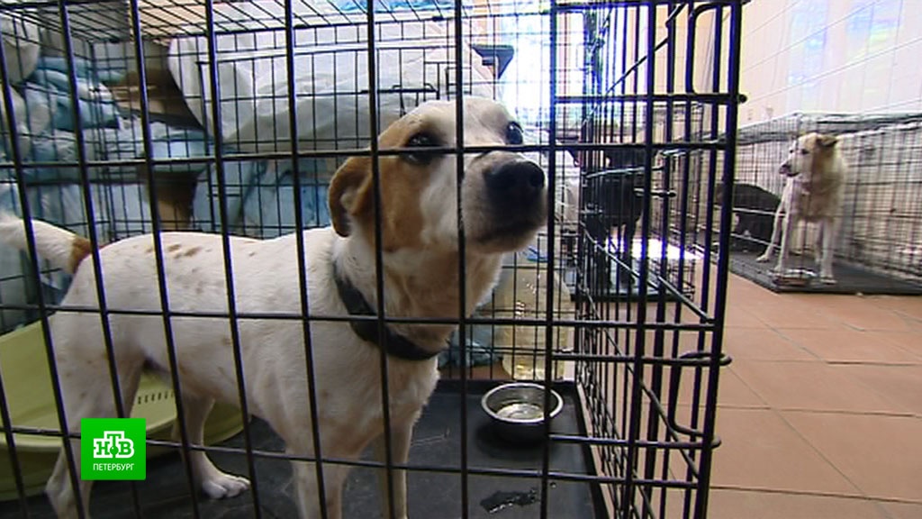 Приют ильинка в санкт-петербурге. Приют для собак. Санкт петербург приют щенков. Приют ржевка санкт-петербург. Санкт петербург приют щенков.