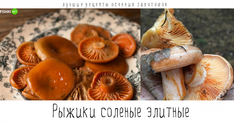 Лучшие рецепты осенних заготовок - чтобы зимой было вкусно! видео, кулинария, на зиму, осень, полезное, рецепты