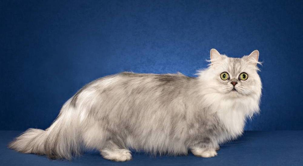 Самые маленькие породы кошек: какие они?