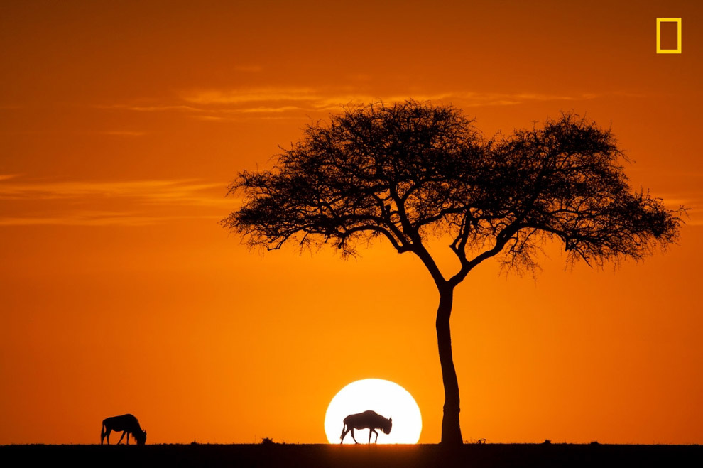 Антилопы гну в заповеднике Масаи-Мара на юго-западе Кении