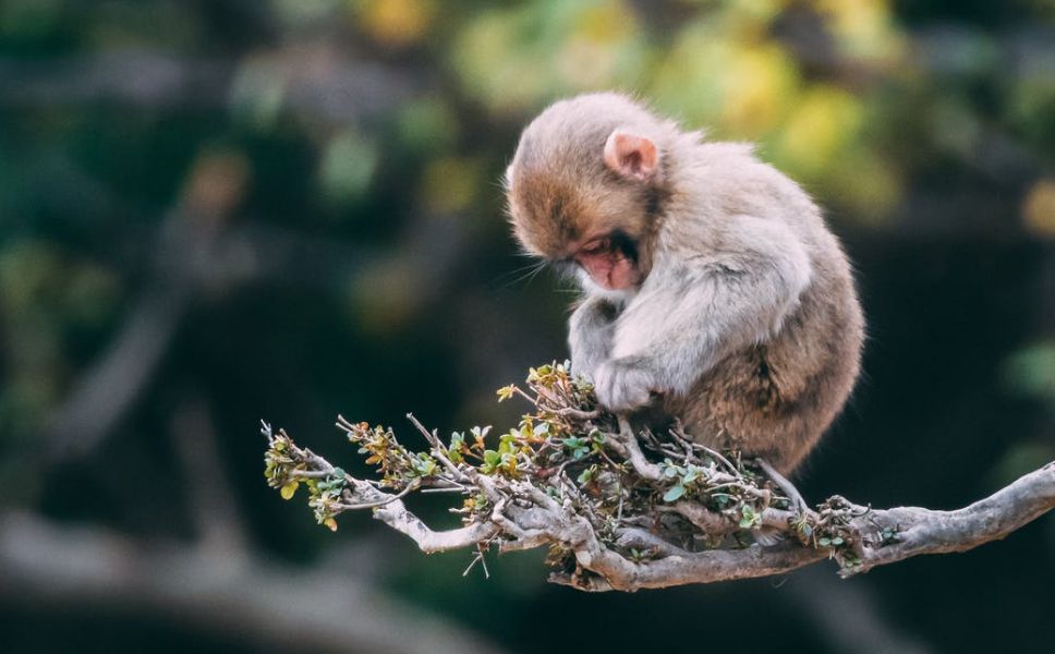 Вирусолог Альтштейн предупредил о тяжелом течении оспы обезьян при хронических болезнях Общество