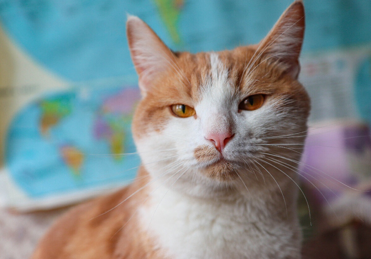 Как Коты дрессируют человека