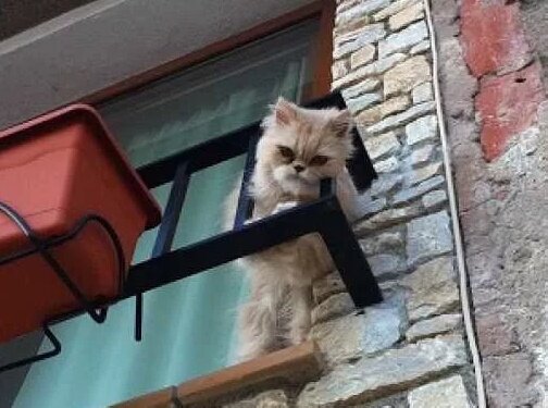 Когда кот гулял по карнизу, его сдуло сильным порывом ветра Когда кот гулял по карнизу, его сдуло сильным порывом ветра не всё так грустно