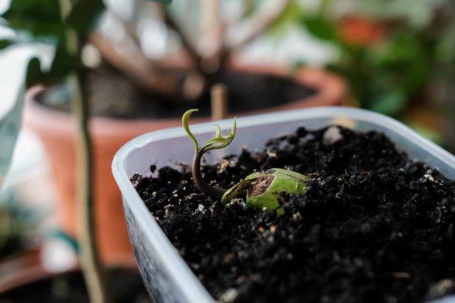 Как посадить косточку манго и успешно вырастить ее за 5 шагов