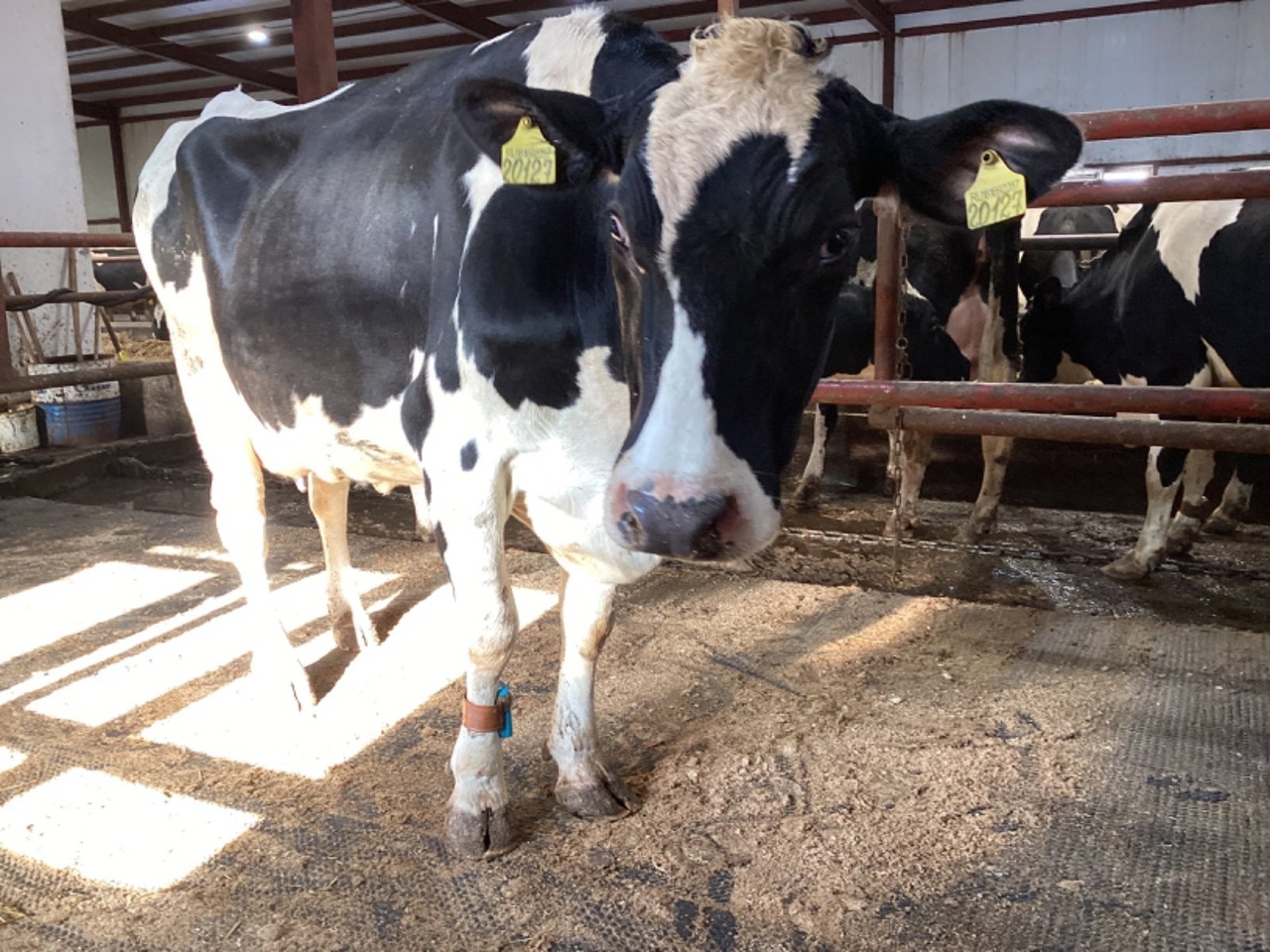 Восемь молочно-товарных ферм Удмуртии попали в рейтинг хозяйств-аутсайдеров
