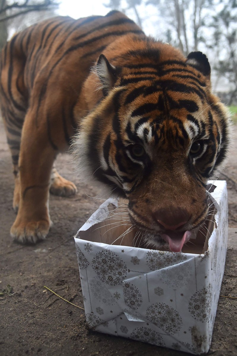A picture taken on December 23, 2016 shows a Sumatran tiger trying to open a wrapped package filled with food as a Christmas gift at the zoo of La Fleche, western France, on December 23, 2016. / AFP PHOTO / JEAN-FRANCOIS MONIERJEAN-FRANCOIS MONIER/AFP/Getty Images ** OUTS - ELSENT, FPG, CM - OUTS * NM, PH, VA if sourced by CT, LA or MoD **