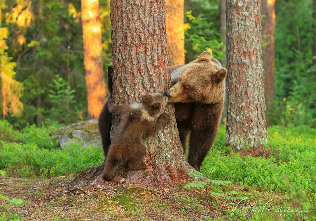 Из жизни медведей в финских лесах. Фотограф Валттери Мулкахайнен (VALTTERI MULKAHAINEN)