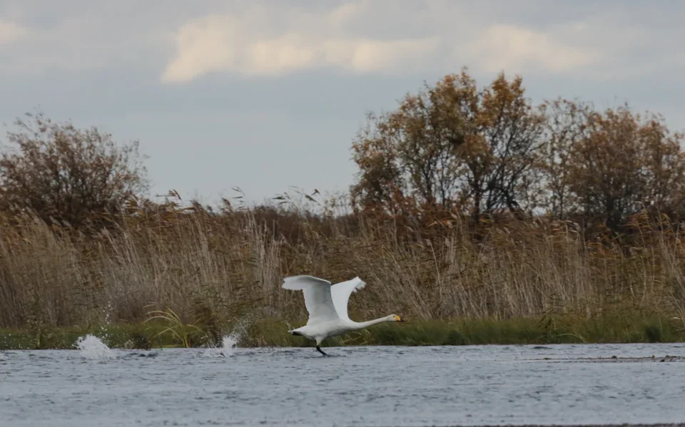 Кабанский заказник: маленький рай в дельте Селенги 
