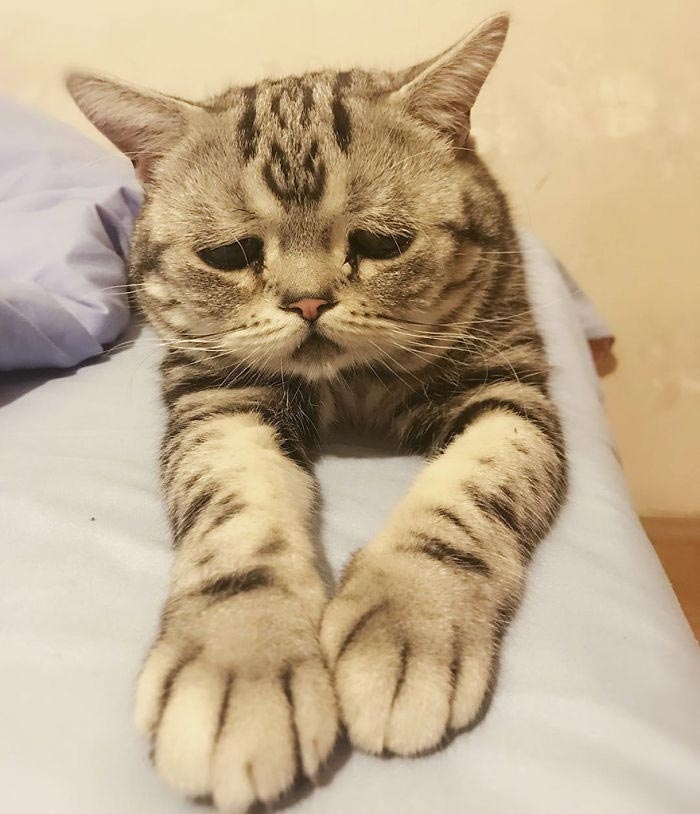 кошка луху, самая грустная кошка в мире 