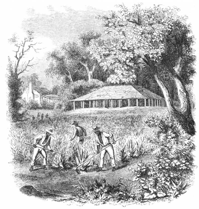 Угасание Тортуги и гибель Порт-Ройала Угасание Тортуги и гибель Порт-Ройала история