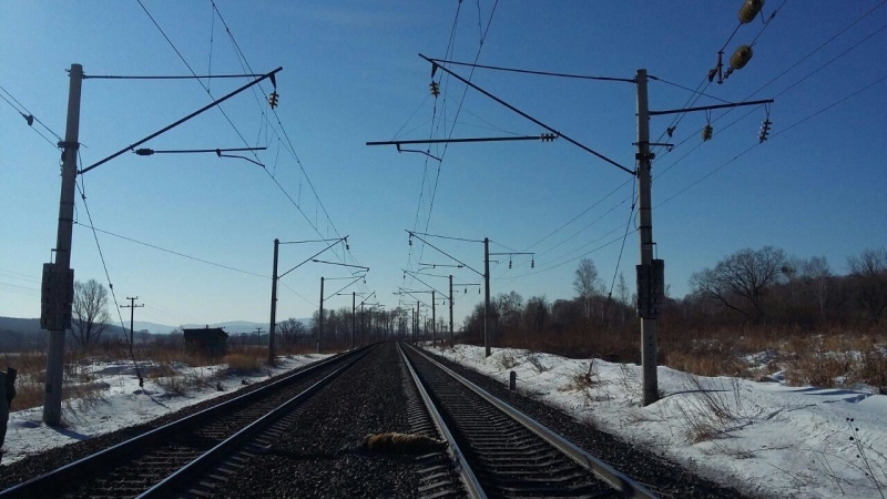 Поезд насмерть сбил тигренка в Хабаровском крае 