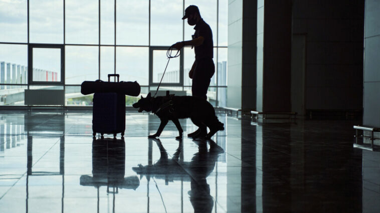 В аэропорту Казани пресечена контрабанда когтей и клыков африканского льва
