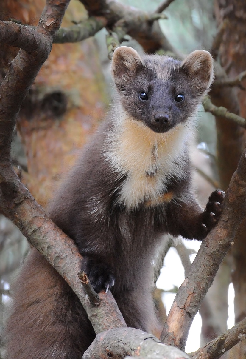 Невероятная Шотландия в разное время года Невероятная Шотландия в разное время года Путешествия,фото