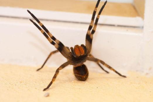 Как называется тропический паукообразный хищник?