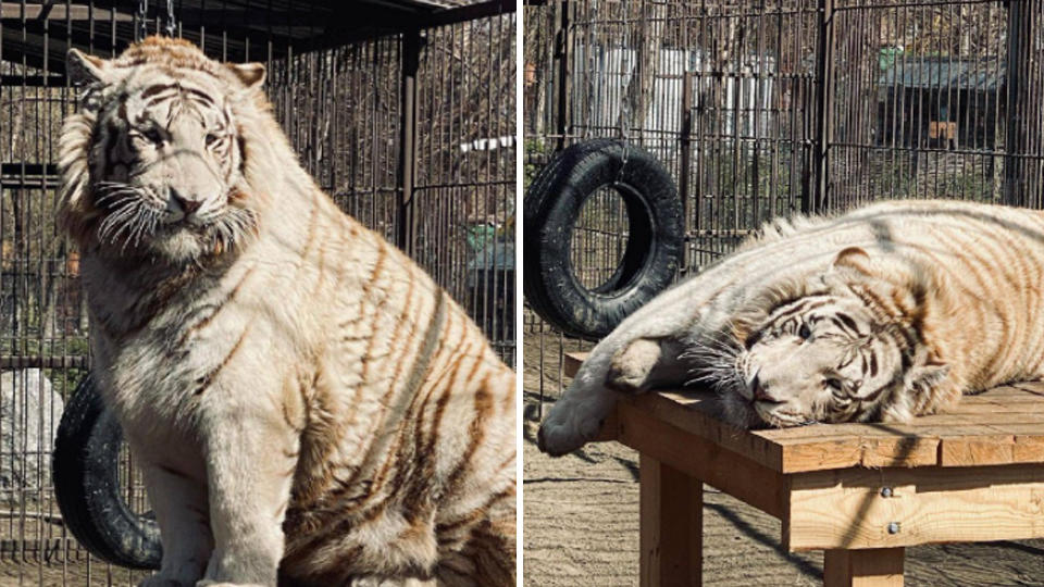 "Я вам не котенок": толстый тигр из зоопарка Барнаула покорил Сеть