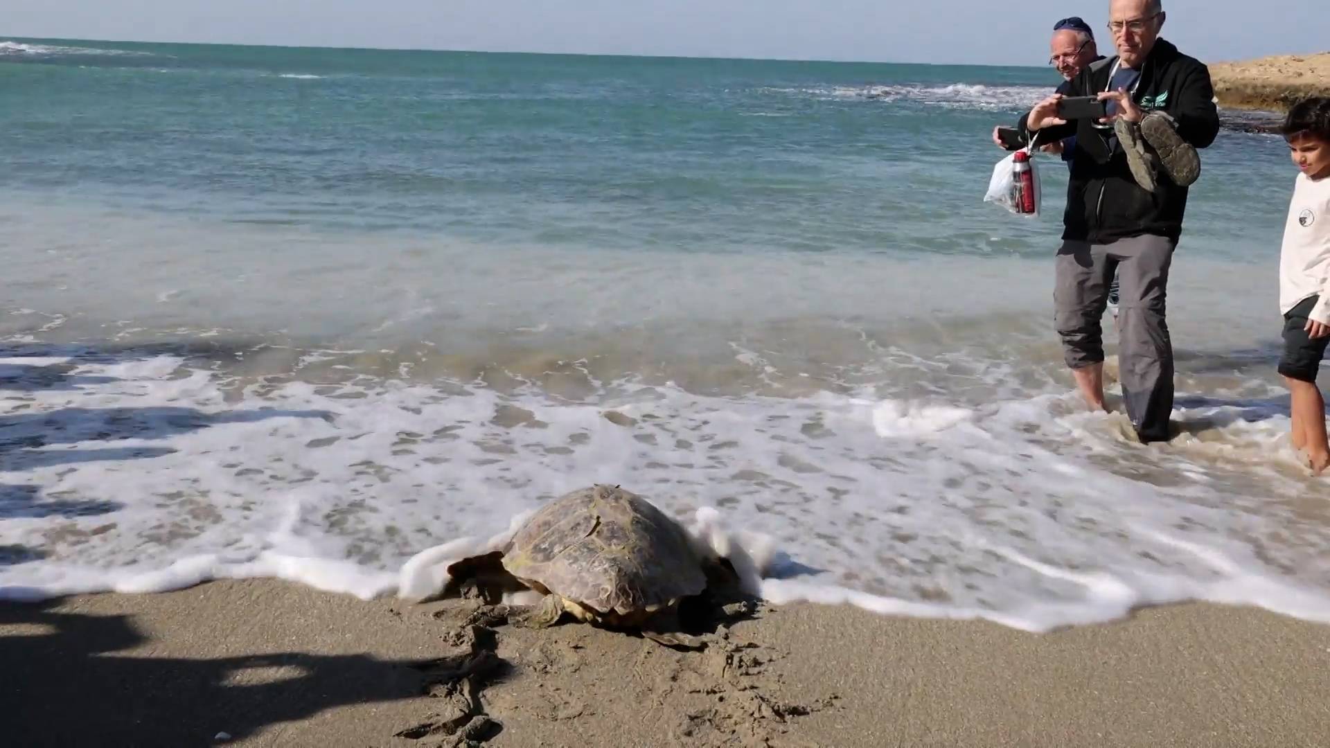 В Израиле вылечили и отпустили на волю двух морских черепах