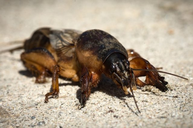 Close-up photo of mole cricket or gryllotalpa insect.