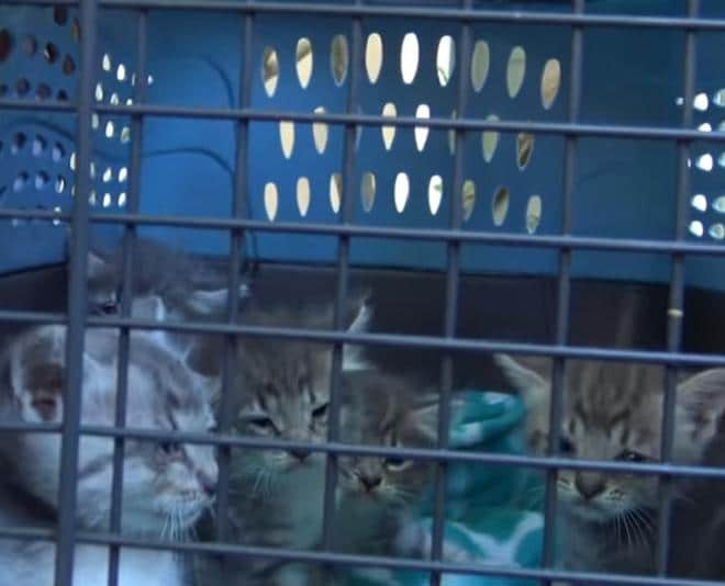 Грустные котята