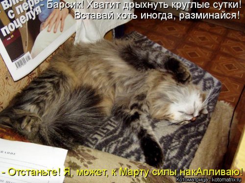 Лучшая котоматрица недели