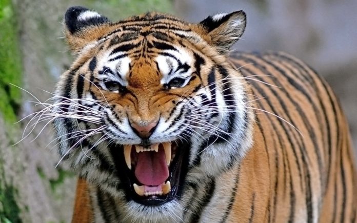 Малайский тигр (Panthera tigris jacksoni)