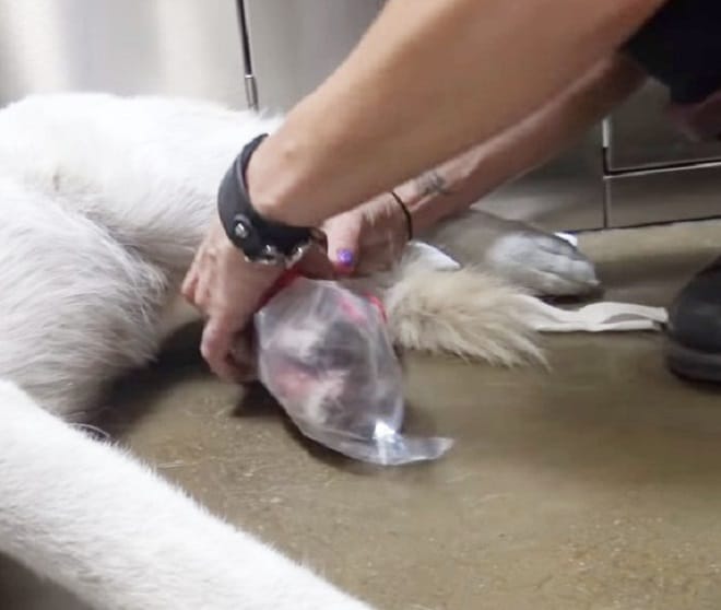 Собака лежит 