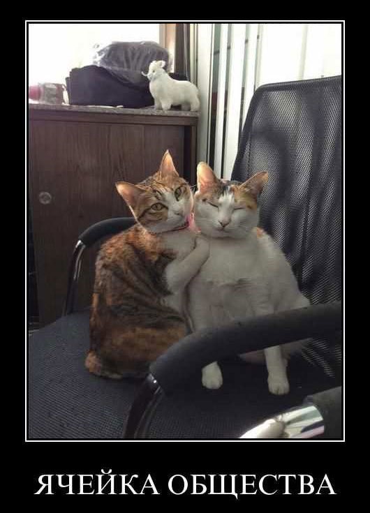 Вечерние забавные демотиваторы из нашей жизни со смыслом Вечерние забавные демотиваторы из нашей жизни со смыслом демотиваторы свежие,приколы,смешные демотиваторы,юмор