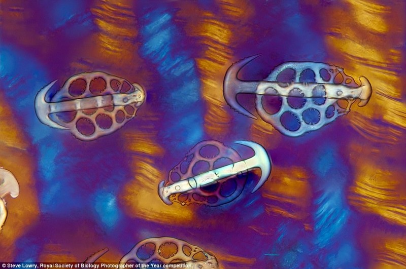 Кожа морского огурца - морского животного, обитающего на дне, - в поляризованном свете под микроскопом. Фотограф Стив Лоури биология, макроснимки, макросъёмка, микрофотографии, микрофотография, претендент, фотоконкурс, фотоконкурсы. природа