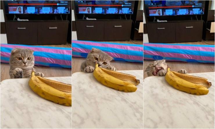 Подборка картинок. Вечерний выпуск Подборка картинок. Вечерний выпуск приколы,смешные картинки,юмор