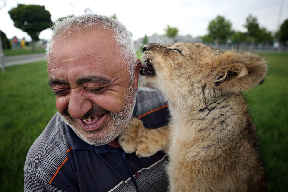 Животные в фотографиях