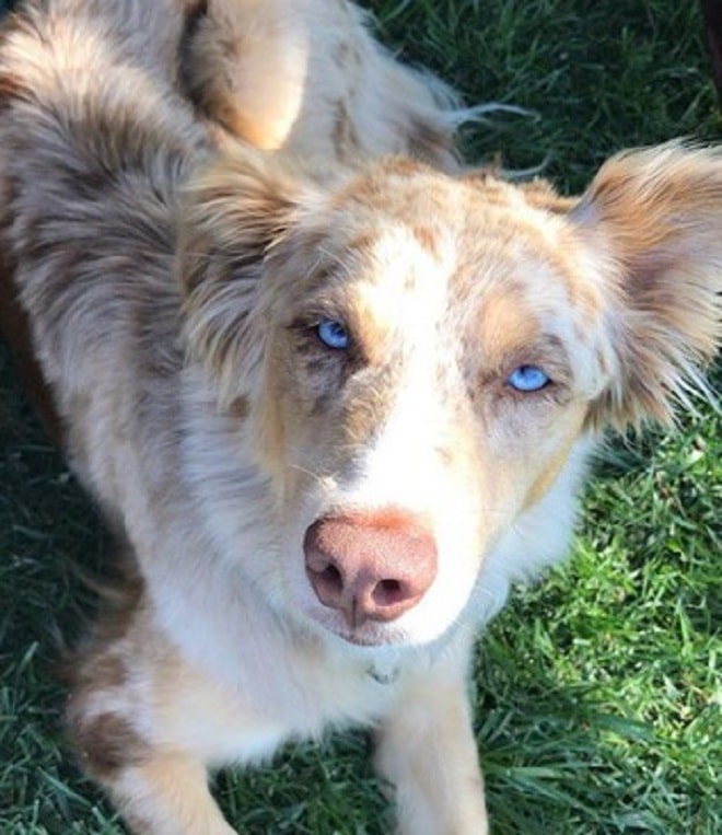 Собака лежит