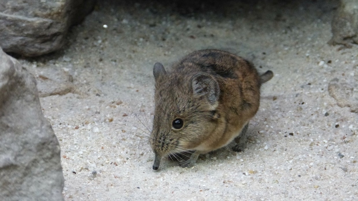 Глобальное потепление привело к изменению некоторых частей тела животных