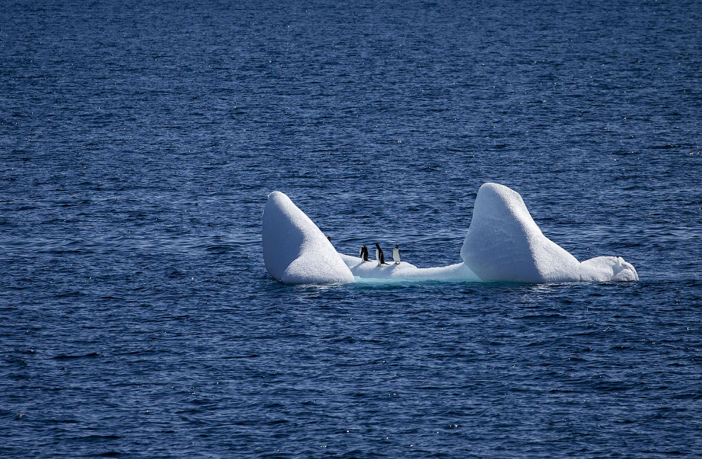 Антарктида в объективе 