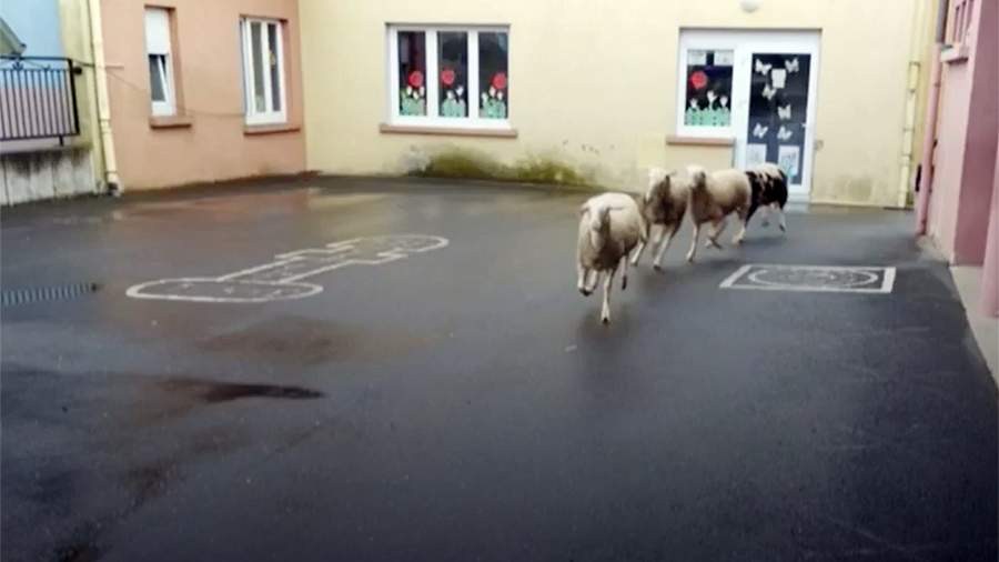 Во Франции родители записали в школу овец