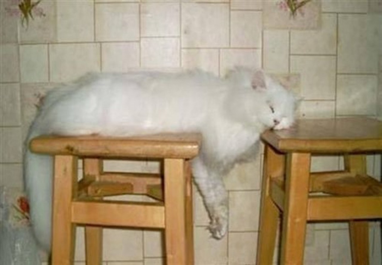 Чтоб поспать. Спящие коты фото смешные. Смешные позы котов. Кот на двух стульях. Белая кошка в смешной позе.