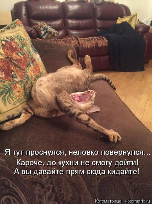 Лучшая котоматрица  