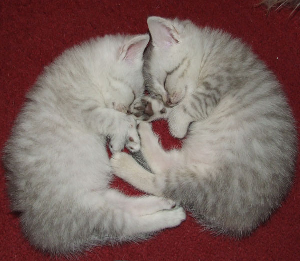 Забавно (40фоток)