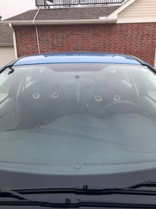 Подборка новых прикольных картинок  смешные картинки