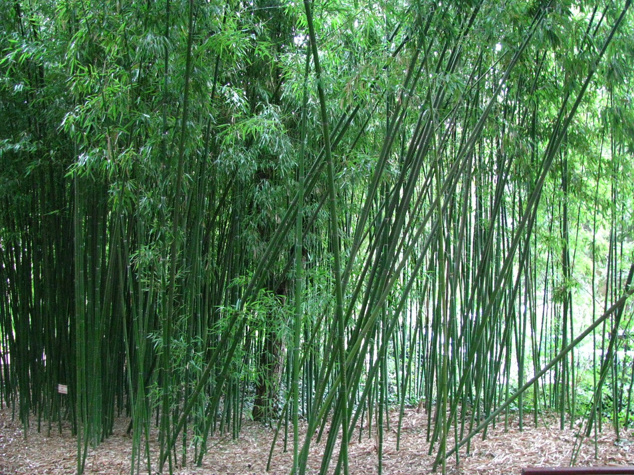 Никитский Ботанический сад бамбуковая роща