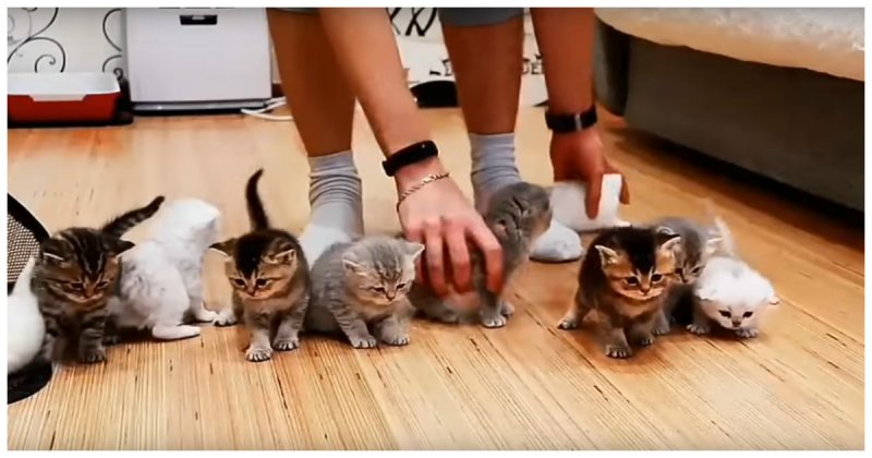 Котомиссия невыполнима: попытка усадить перед камерой 10 котят видео, животные, коты, прикол