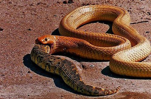 Существуют ли змеи, питающиеся змеями? Краткая характеристика