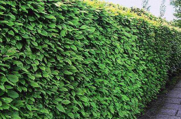 Граб обыкновенный (Carpinus betulus)