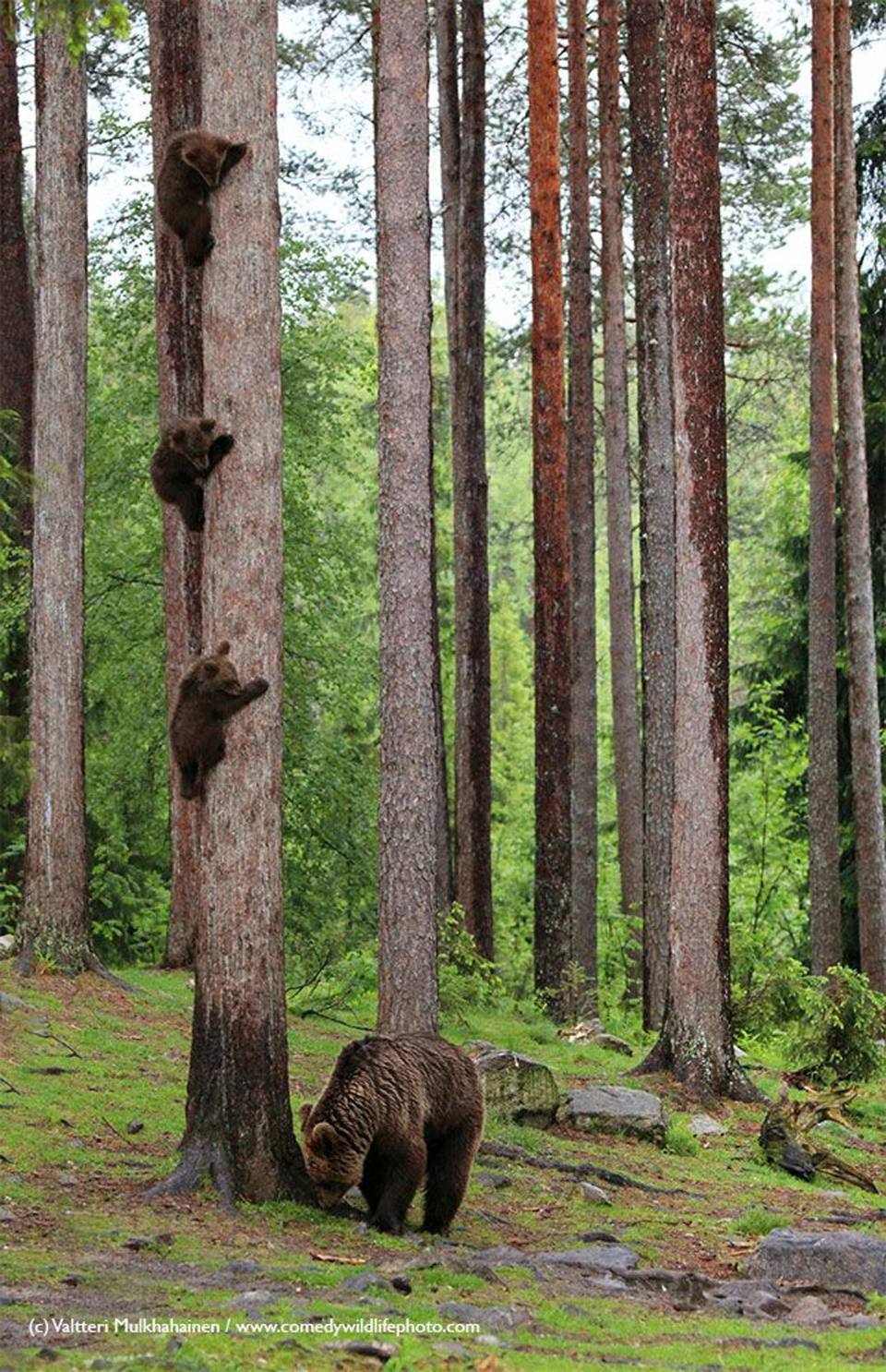 Из жизни медведей в финских лесах. Фотограф Валттери Мулкахайнен (VALTTERI MULKAHAINEN)