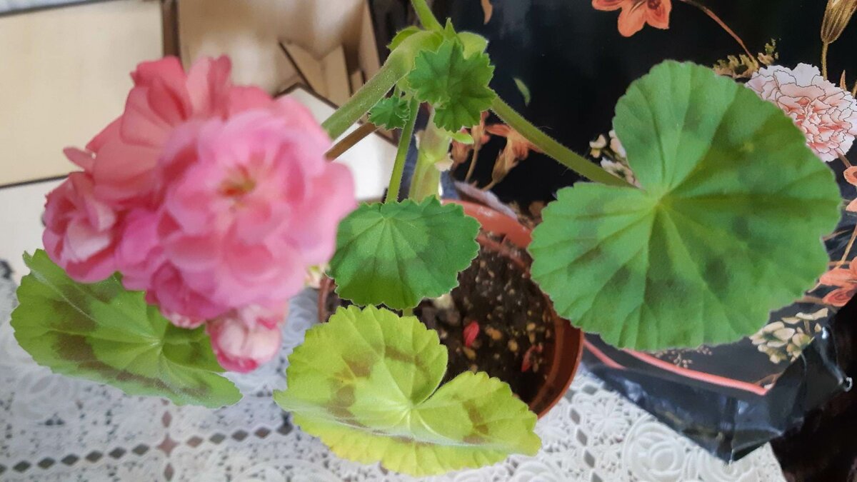 Прекрасная  Saxdalens  Selma. Авторское фото