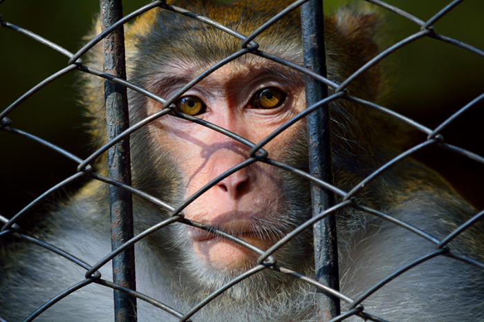 Зачем в Индии арестовывают обезьян