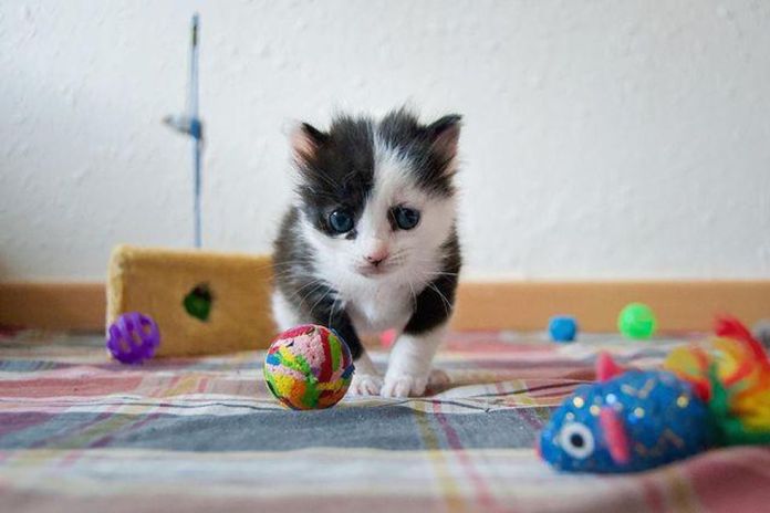 Без кота и жизнь не та