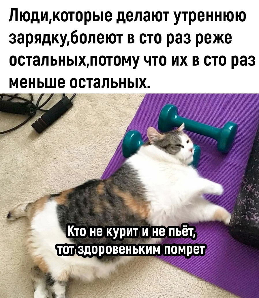 Про кота и диету 