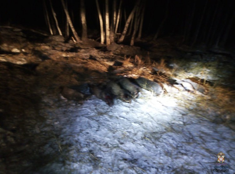 Браконьеров поймали в лесу в поличным. Фото: УМВД России по Омской области